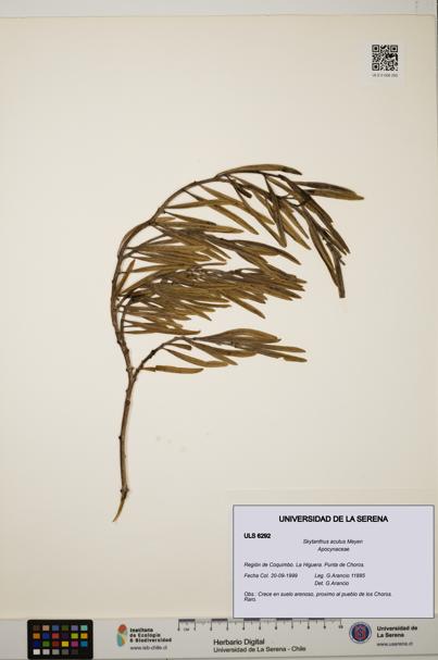 Skytanthus acutus [Espécimen: ULS:ULS:0006292]