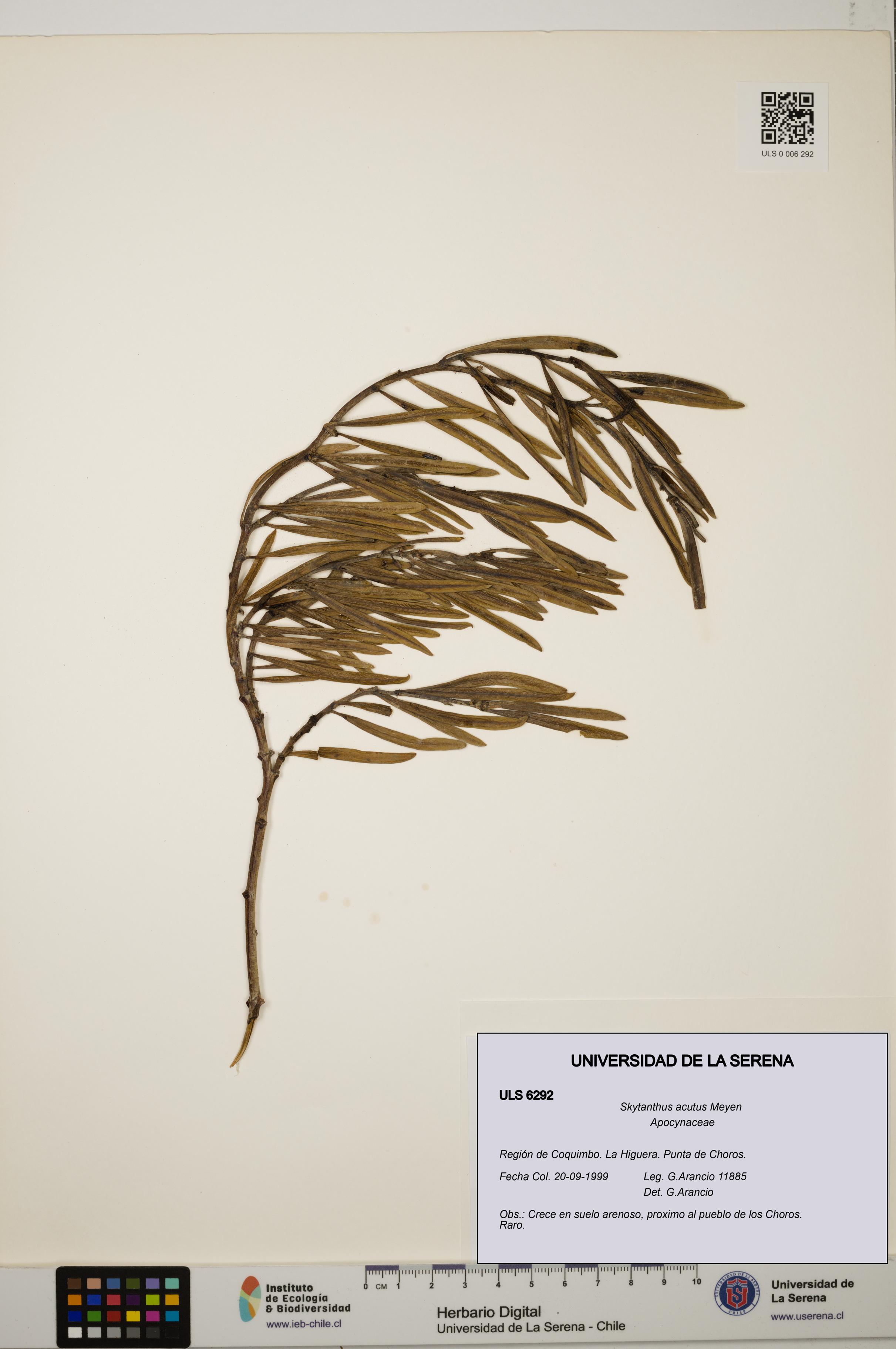 Skytanthus acutus [Espécimen: ULS:ULS:0006292]