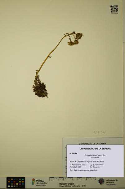 Senecio bahioides [Espécimen: ULS:ULS:0006294]