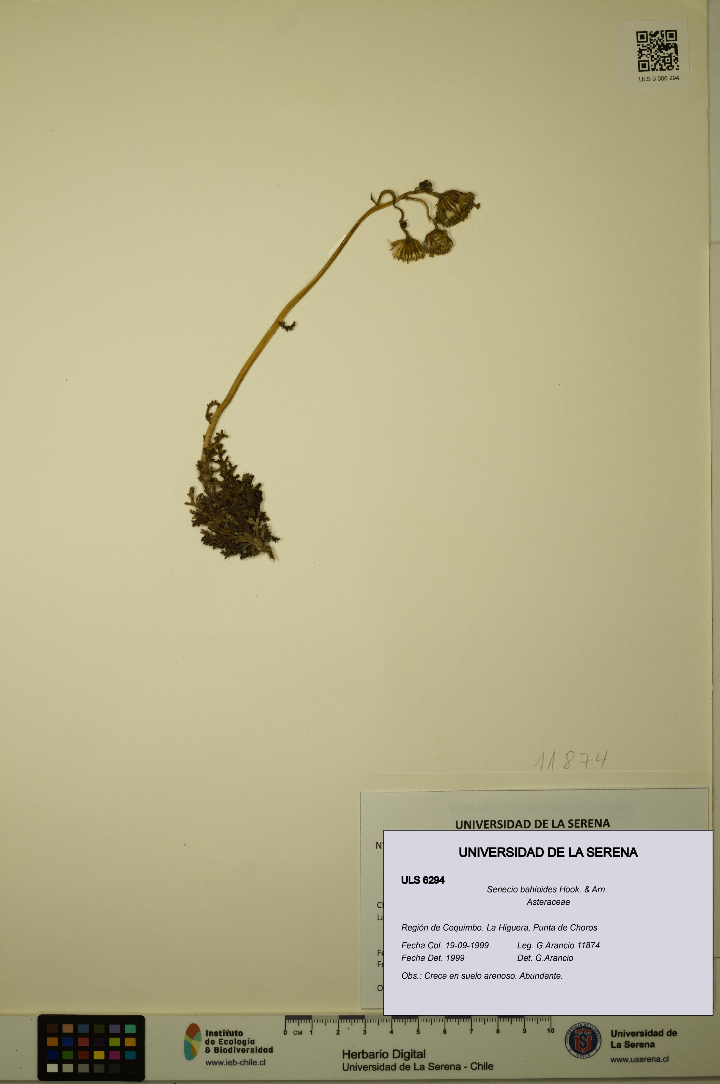 Senecio bahioides [Espécimen: ULS:ULS:0006294]