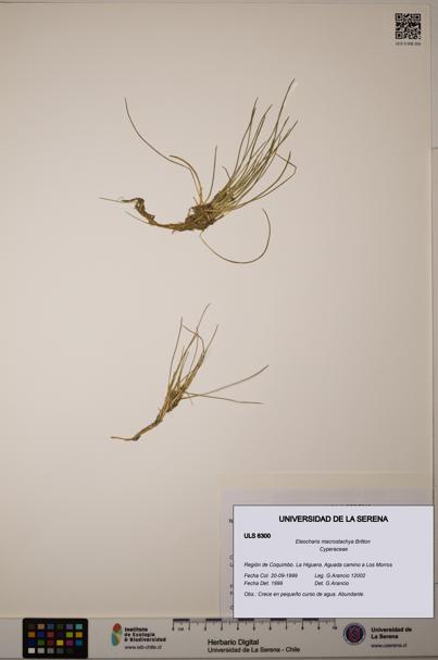 Eleocharis macrostachya [Espécimen: ULS:ULS:0006300]