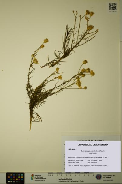 Gutierrezia gayana [Espécimen: ULS:ULS:0006316]
