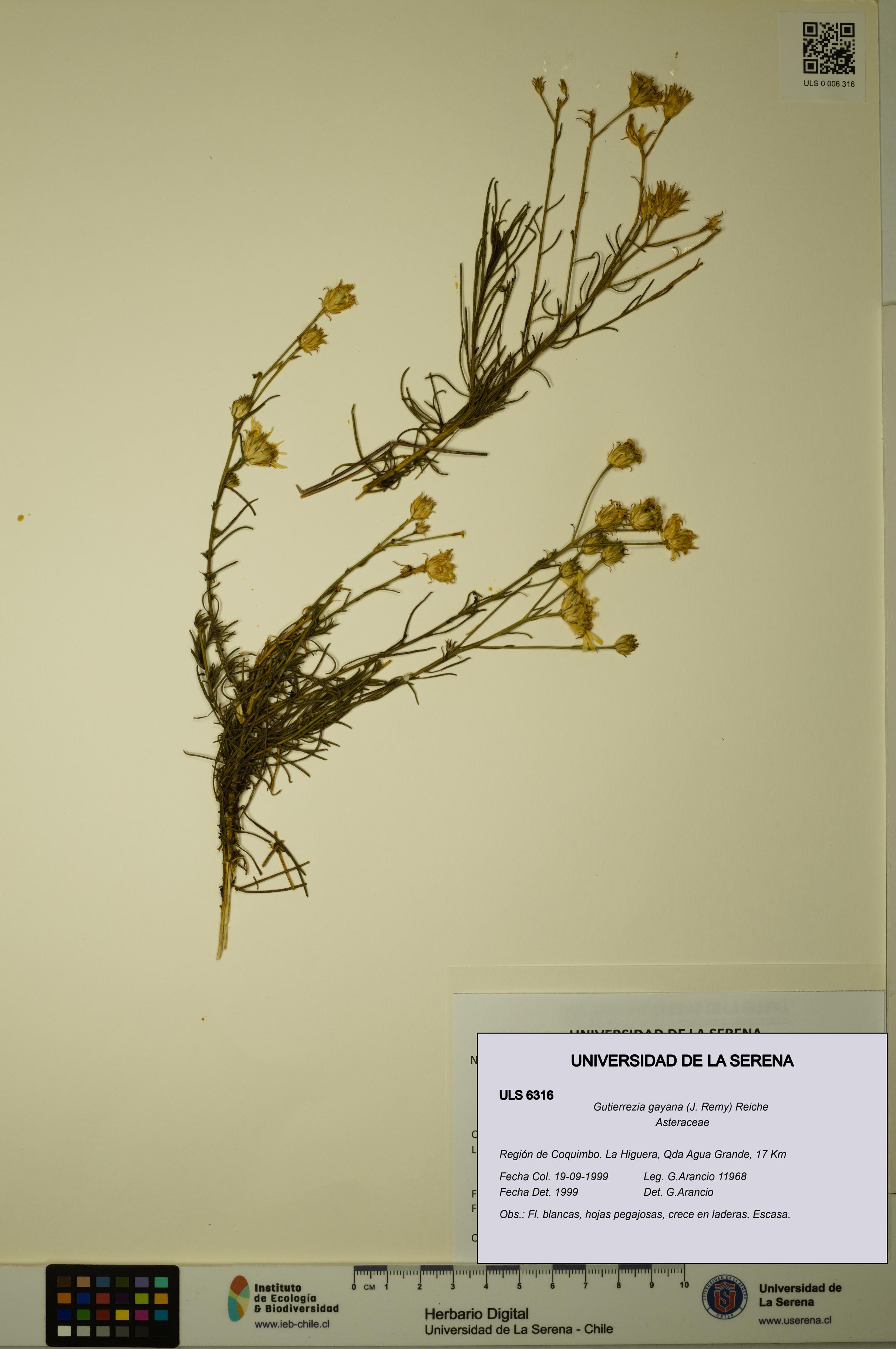 Gutierrezia gayana [Espécimen: ULS:ULS:0006316]