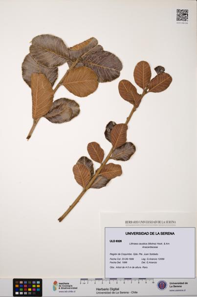 Lithraea caustica [Espécimen: ULS:ULS:0006326]