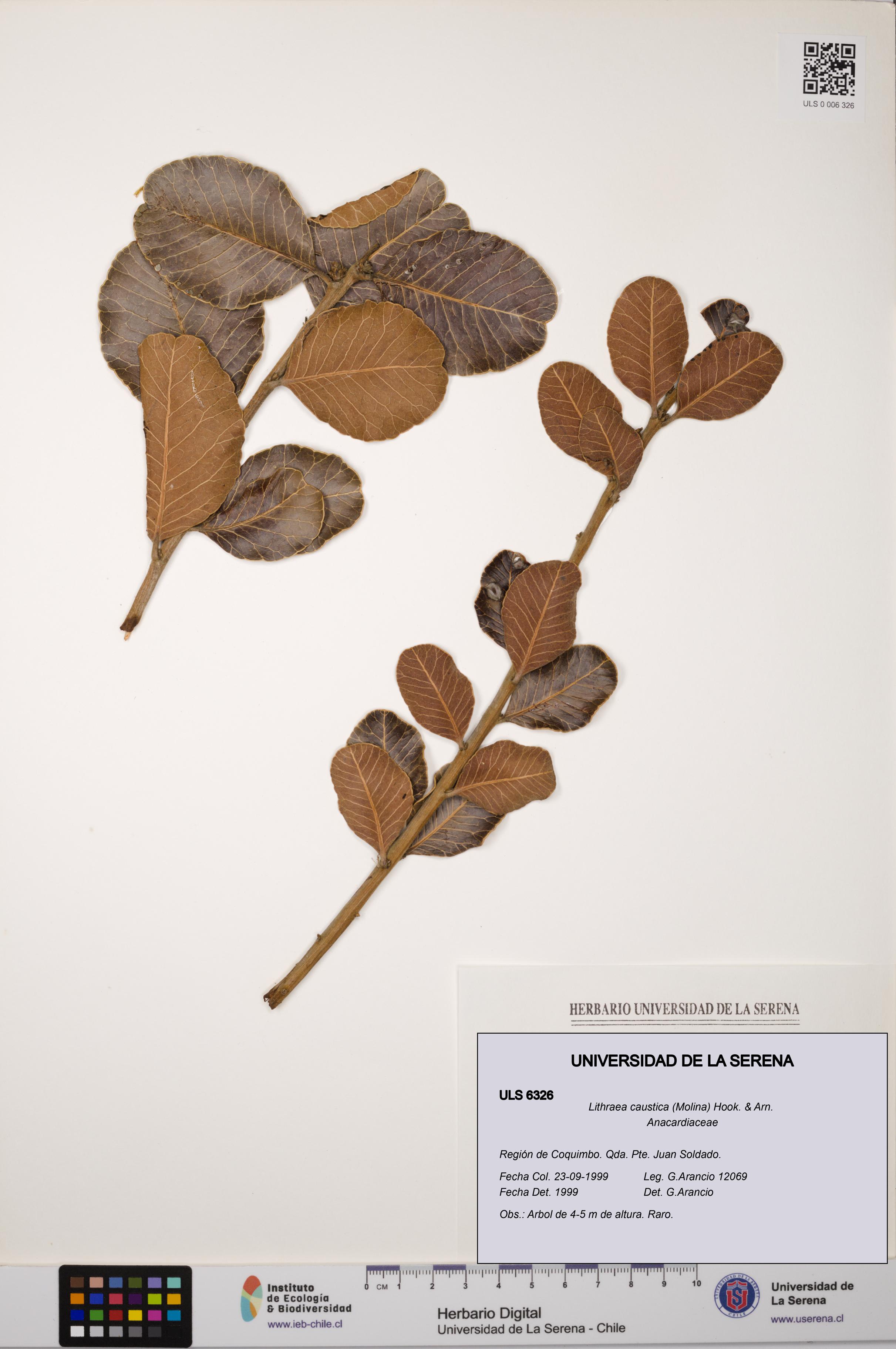 Lithraea caustica [Espécimen: ULS:ULS:0006326]