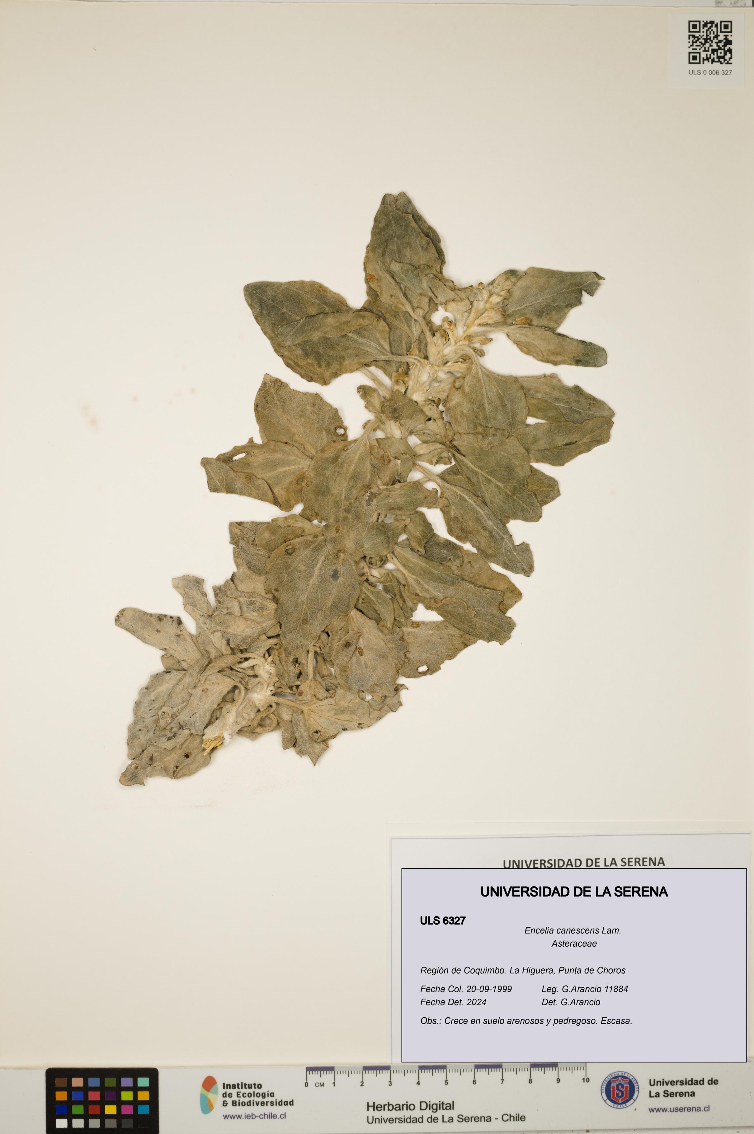 Encelia canescens [Espécimen: ULS:ULS:0006327]