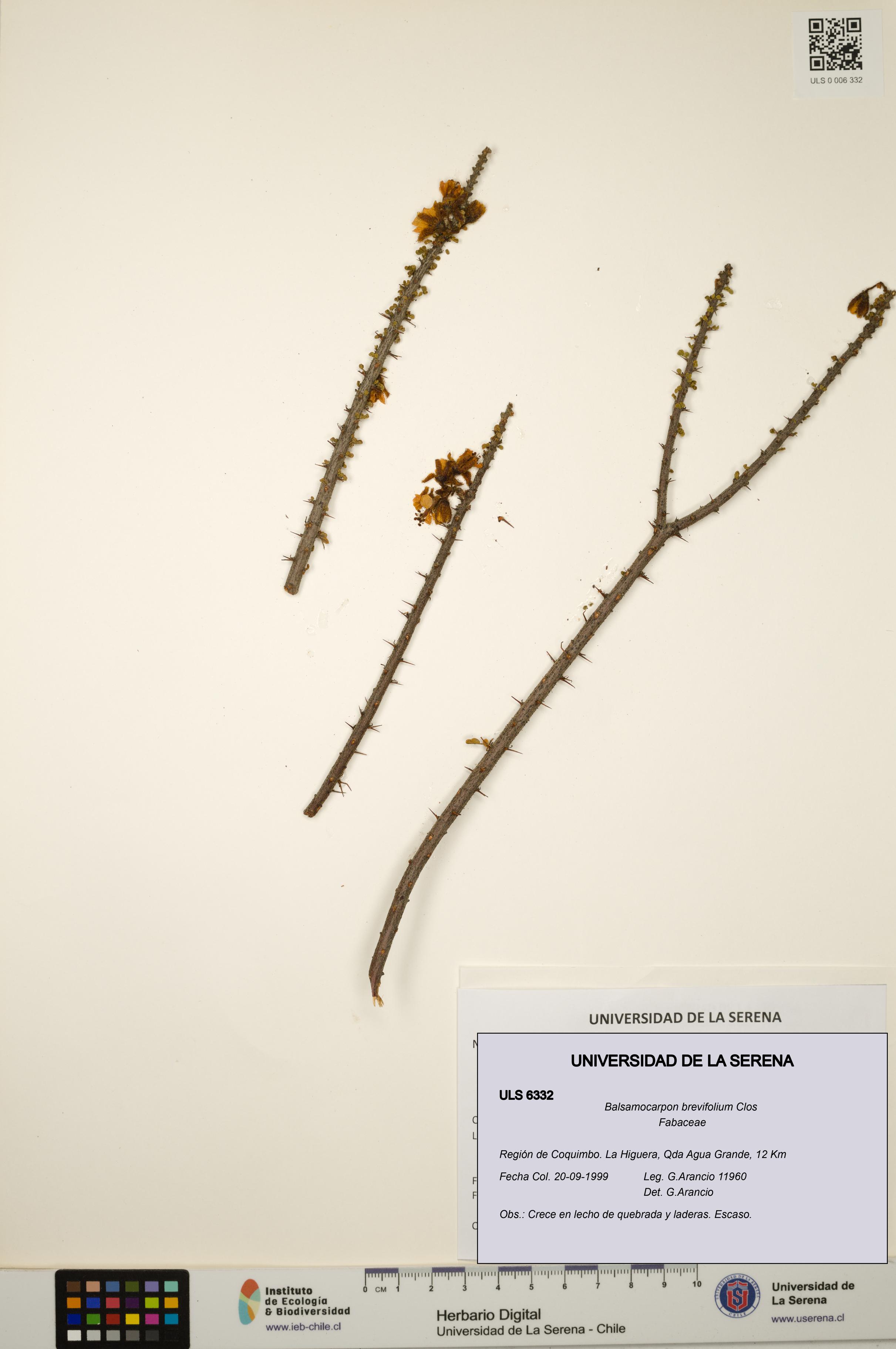 Balsamocarpon brevifolium [Espécimen: ULS:ULS:0006332]