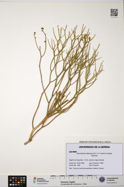 Gymnophyton dipterygia [Espécimen: ]