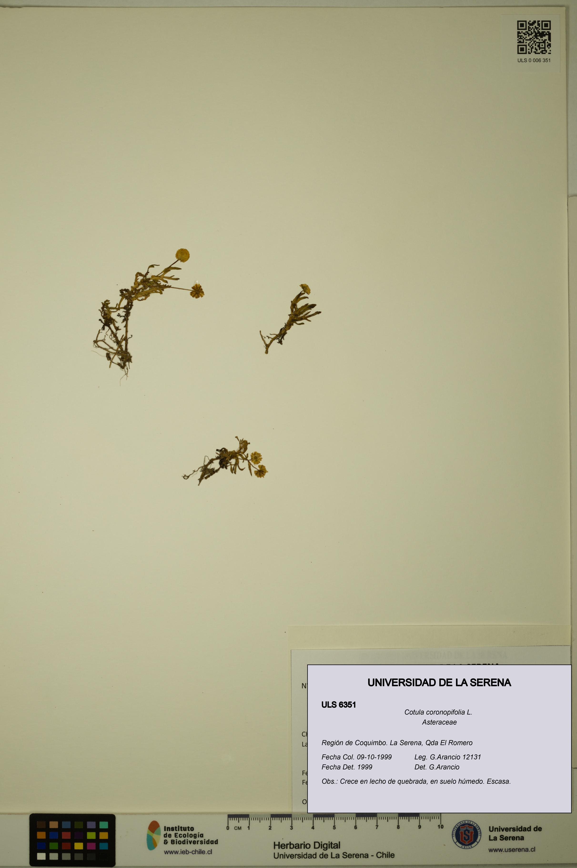 Cotula coronopifolia [Espécimen: ULS:ULS:0006351]
