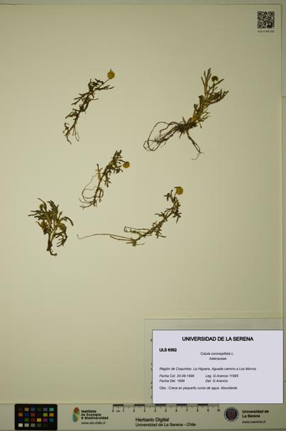 Cotula coronopifolia [Espécimen: ULS:ULS:0006352]