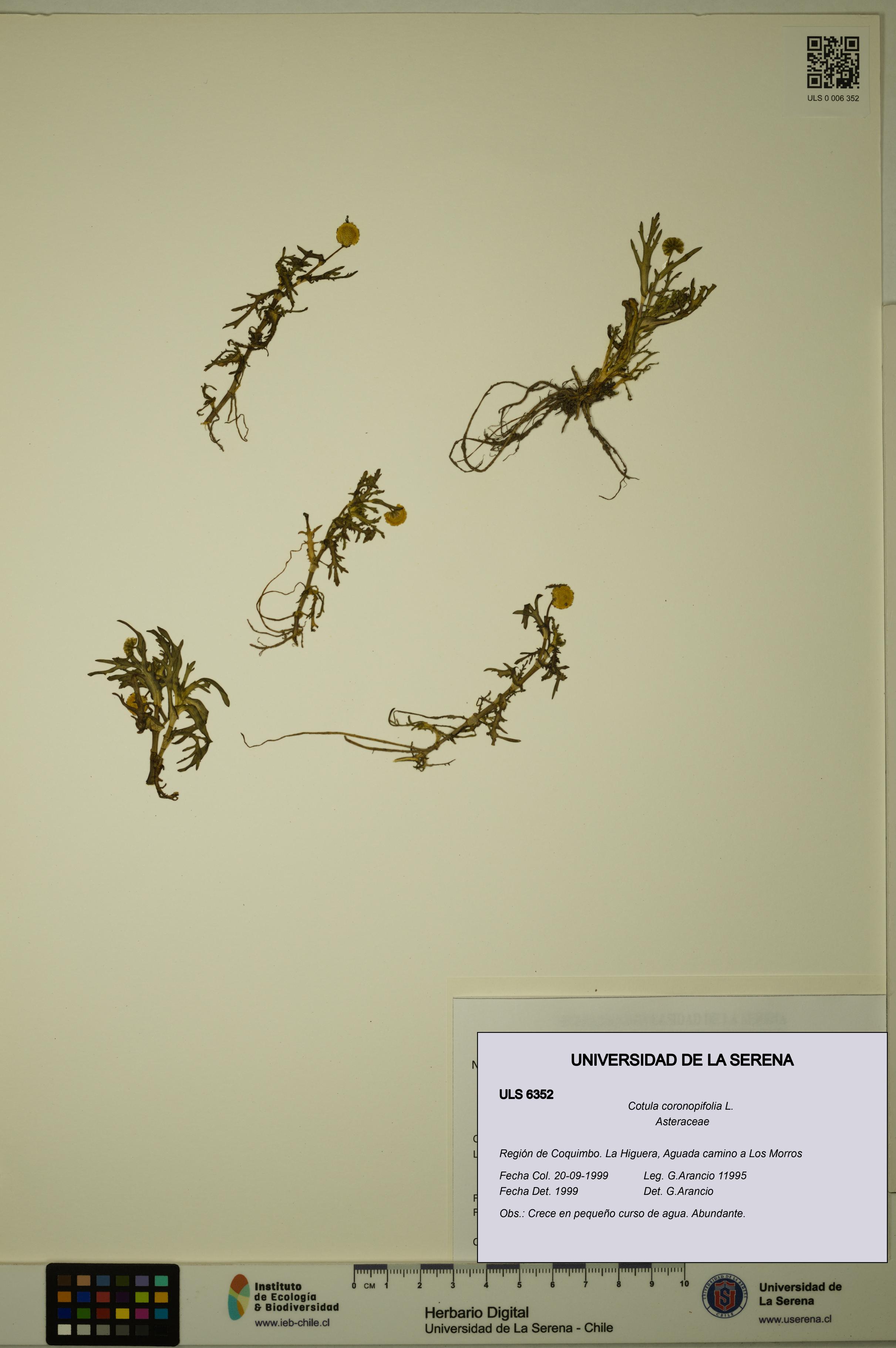 Cotula coronopifolia [Espécimen: ULS:ULS:0006352]