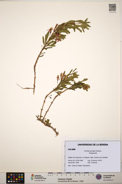 Fuchsia lycioides [Espécimen: ]