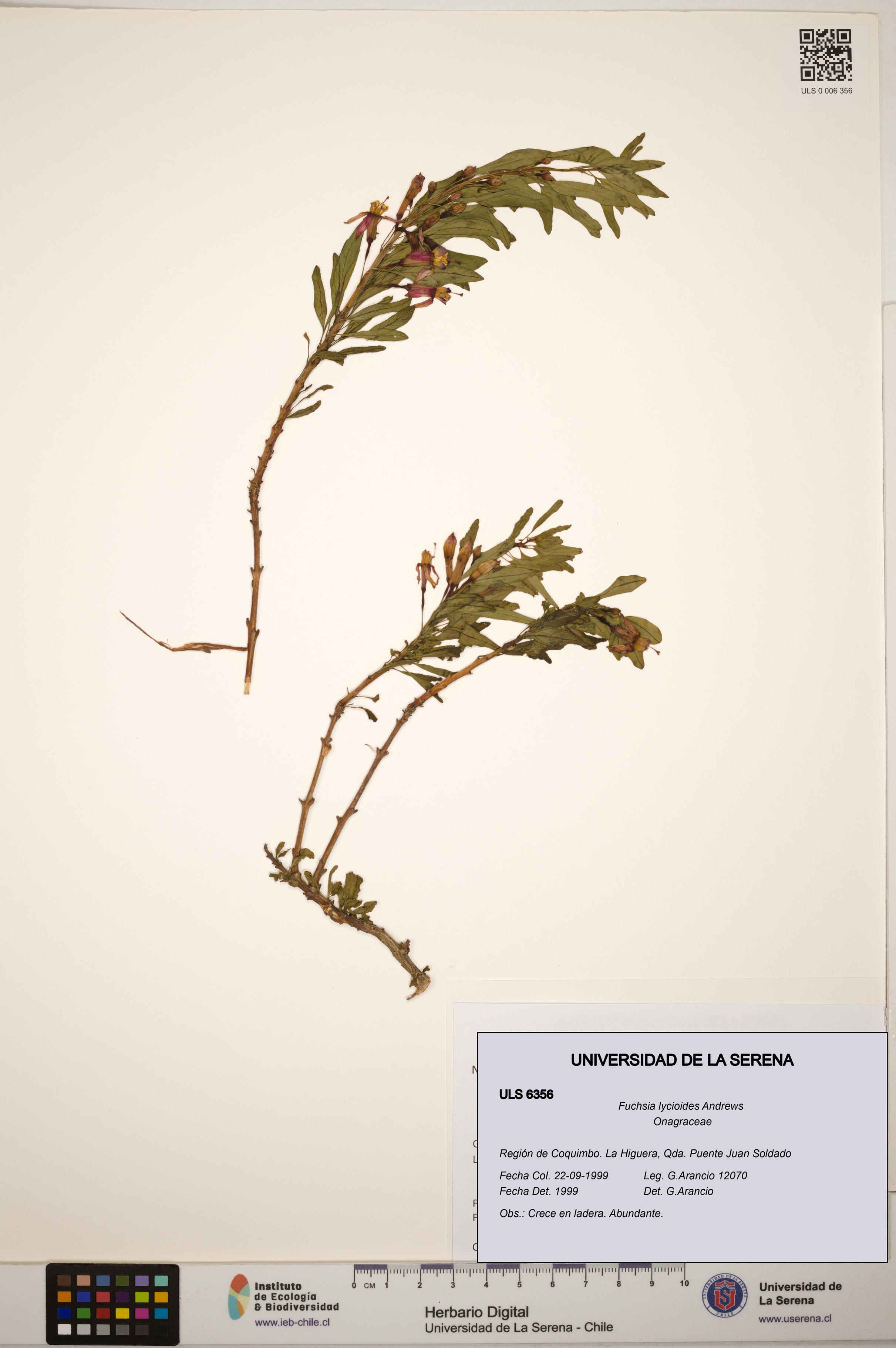 Fuchsia lycioides [Espécimen: ]