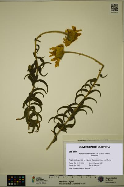 Aldama revoluta [Espécimen: ULS:ULS:0006360]