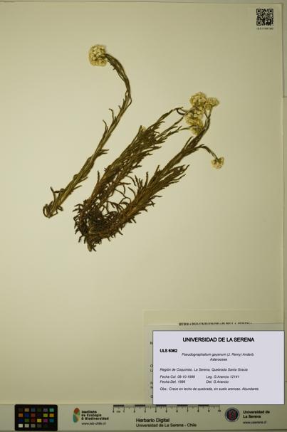 Pseudognaphalium gayanum [Espécimen: ULS:ULS:0006362]