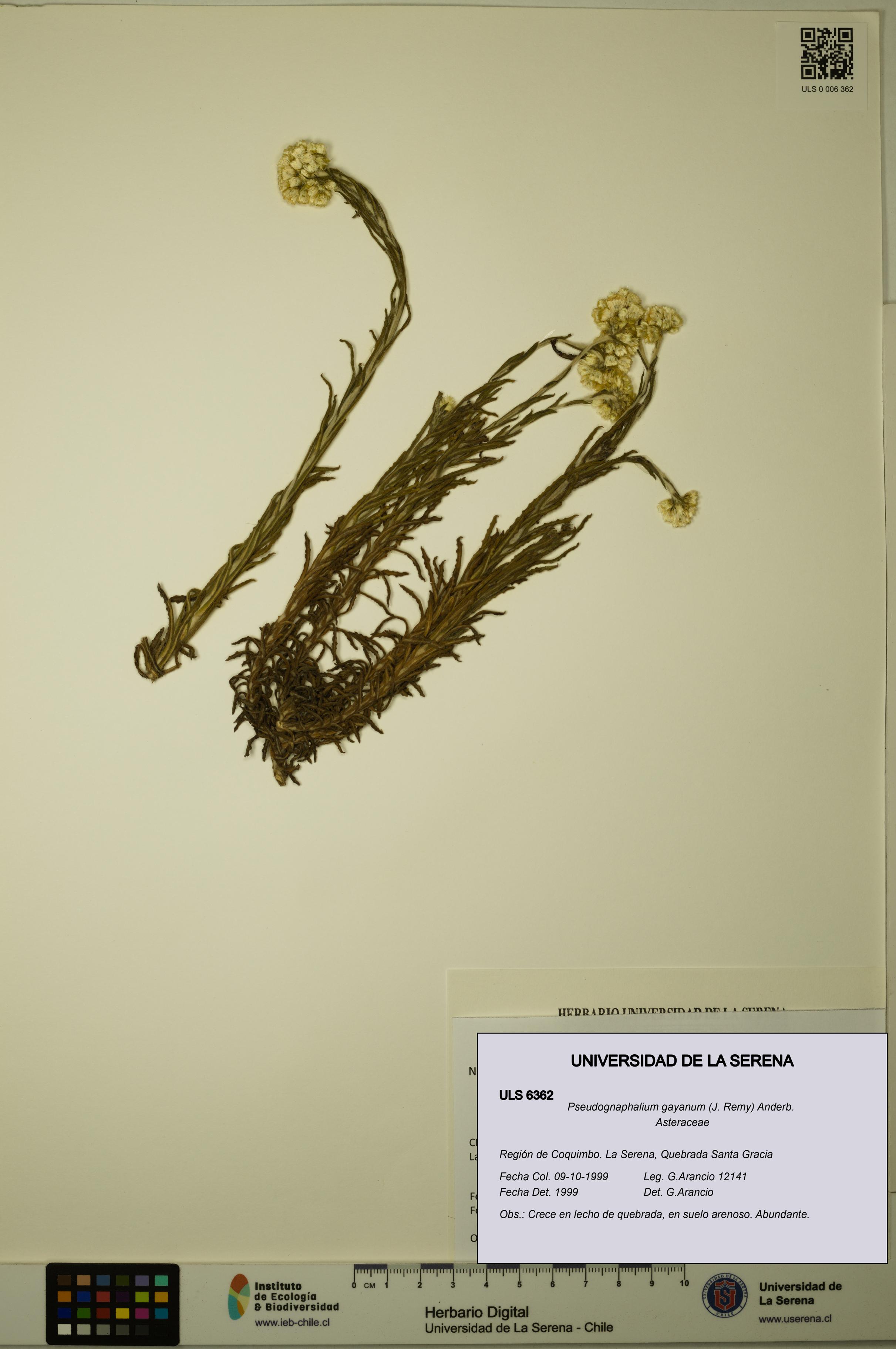 Pseudognaphalium gayanum [Espécimen: ULS:ULS:0006362]