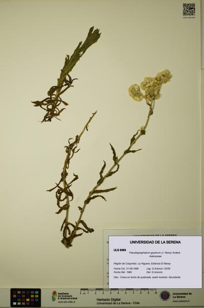 Pseudognaphalium gayanum [Espécimen: ULS:ULS:0006363]