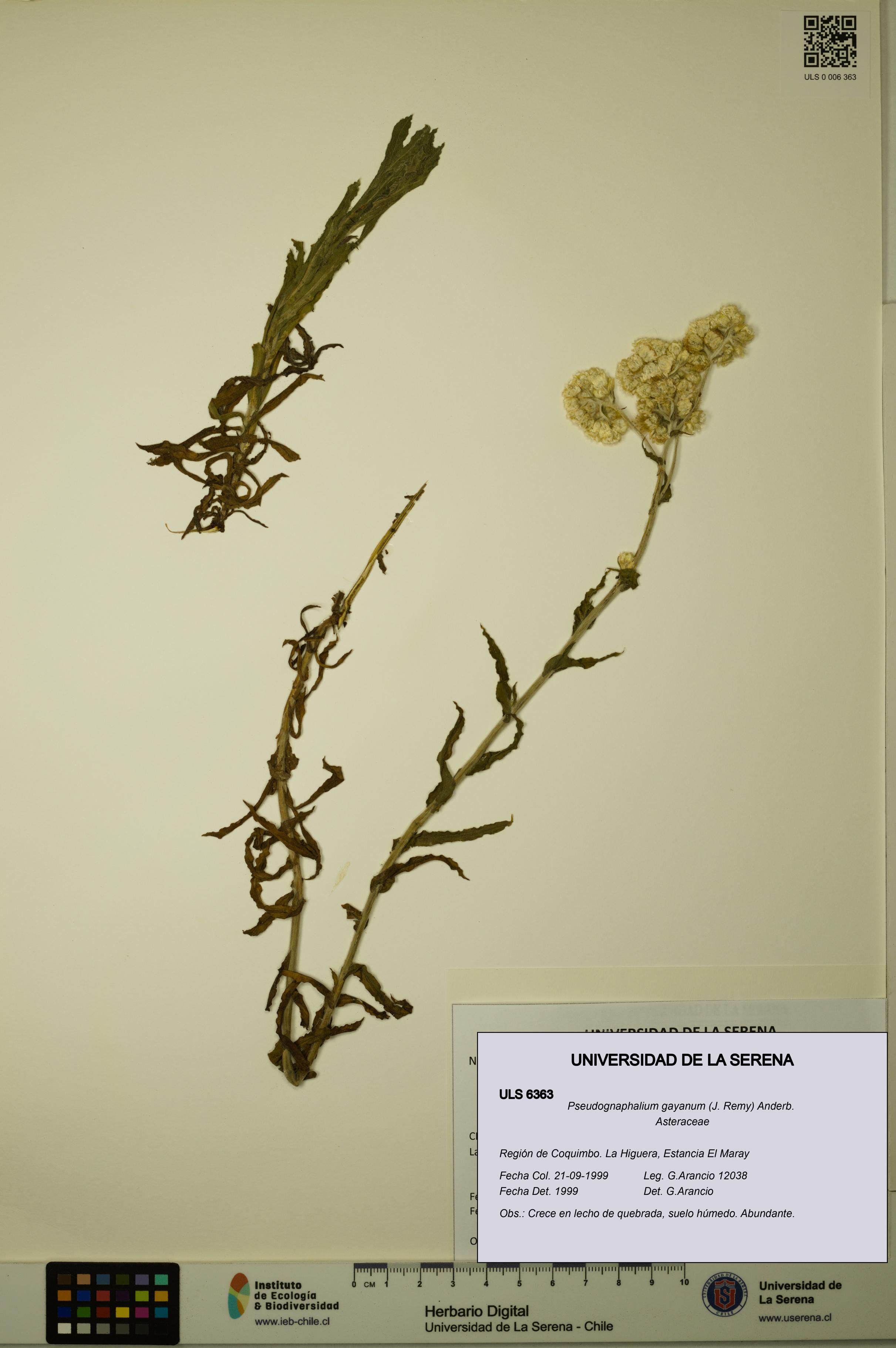 Pseudognaphalium gayanum [Espécimen: ULS:ULS:0006363]