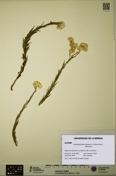 Pseudognaphalium gayanum [Espécimen: ULS:ULS:0006364]