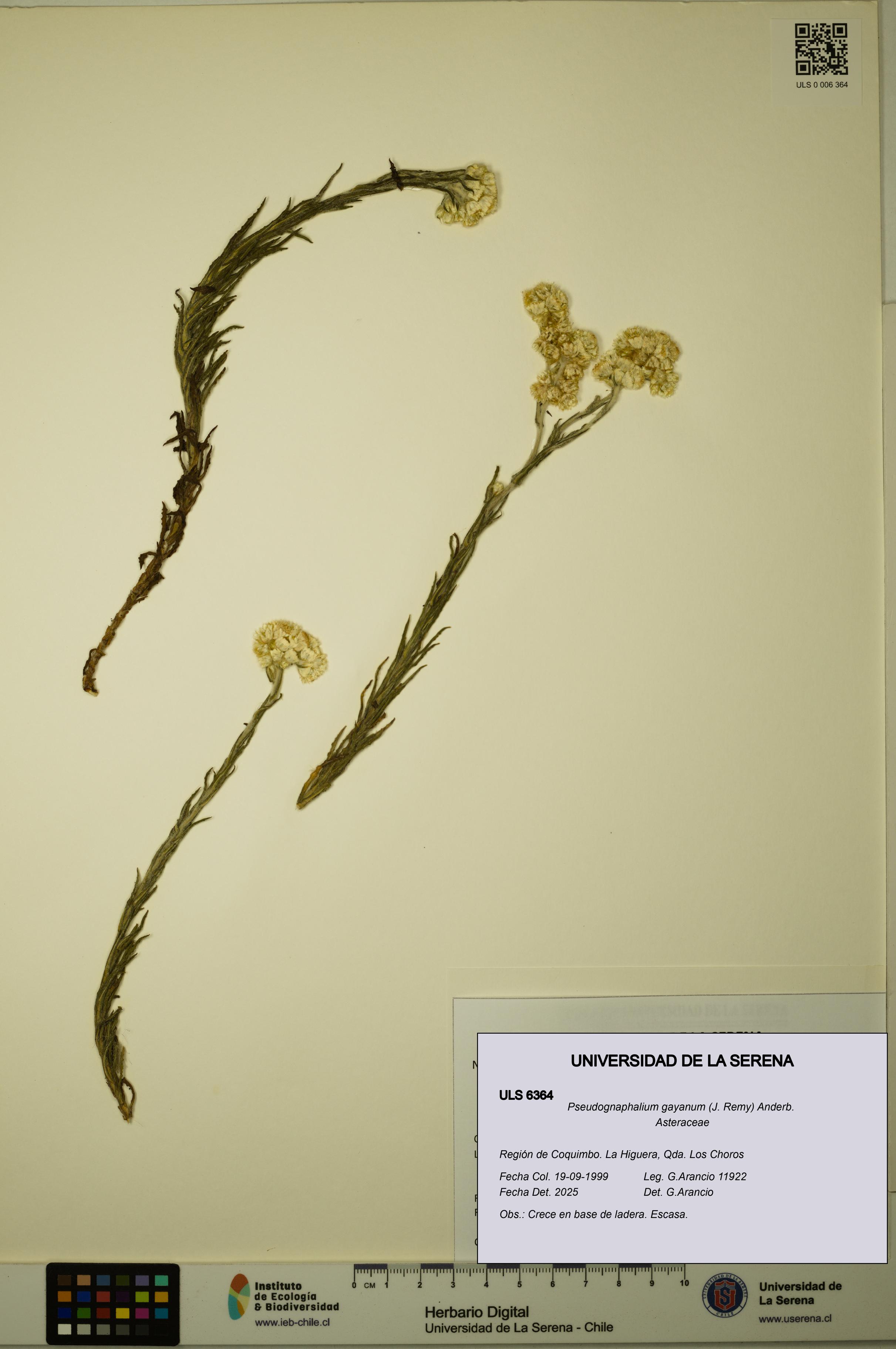 Pseudognaphalium gayanum [Espécimen: ULS:ULS:0006364]