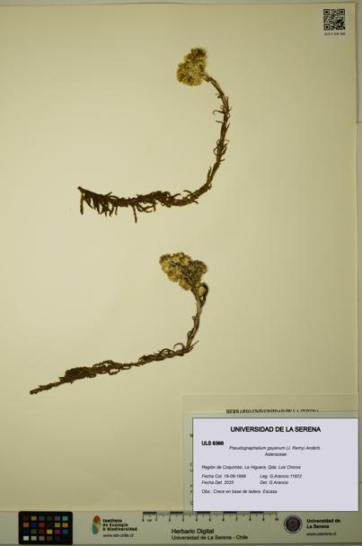 Pseudognaphalium gayanum [Espécimen: ULS:ULS:0006368]