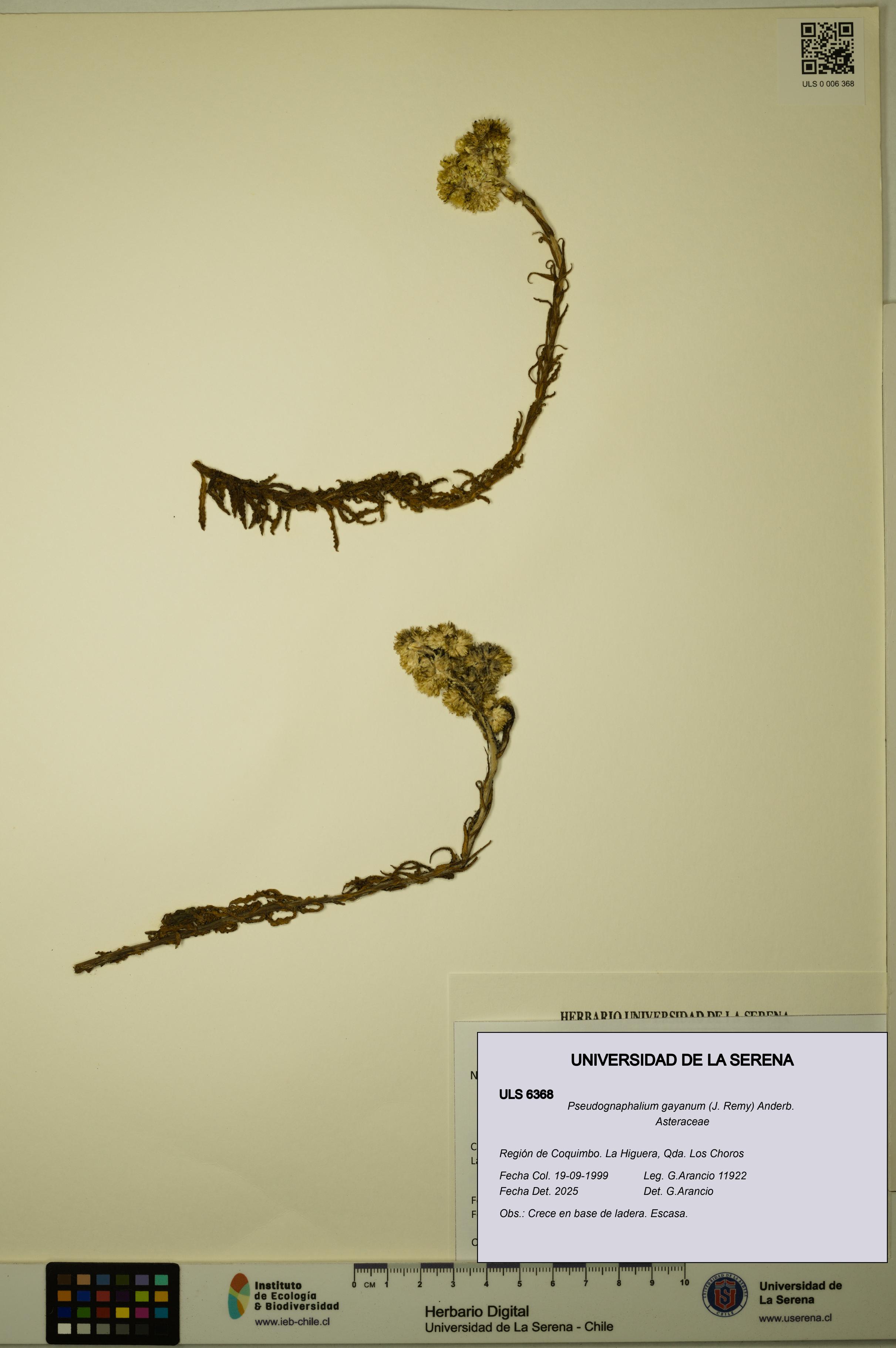 Pseudognaphalium gayanum [Espécimen: ULS:ULS:0006368]