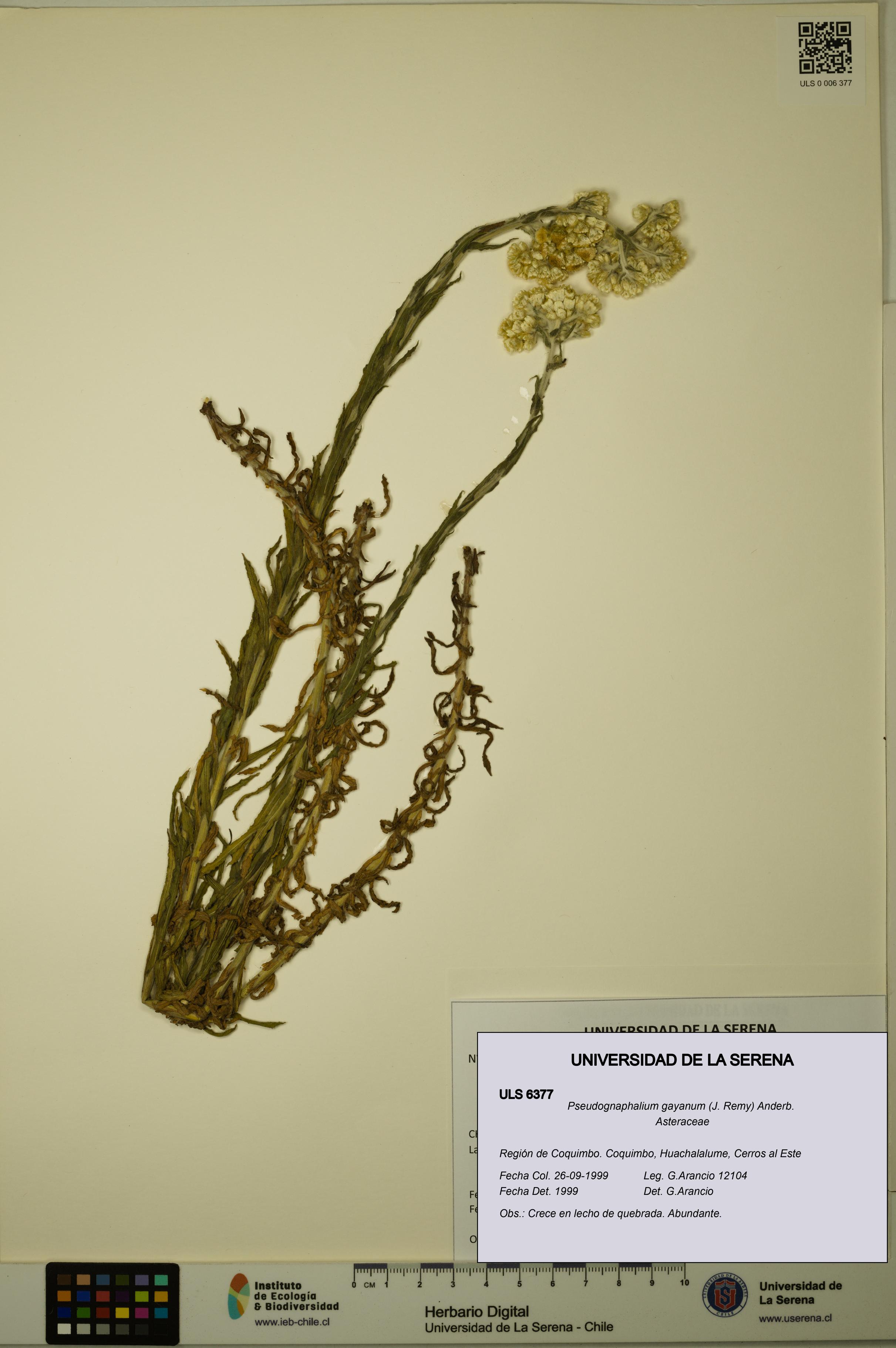 Pseudognaphalium gayanum [Espécimen: ULS:ULS:0006377]
