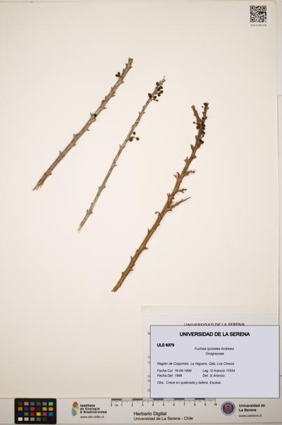 Fuchsia lycioides [Espécimen: ]
