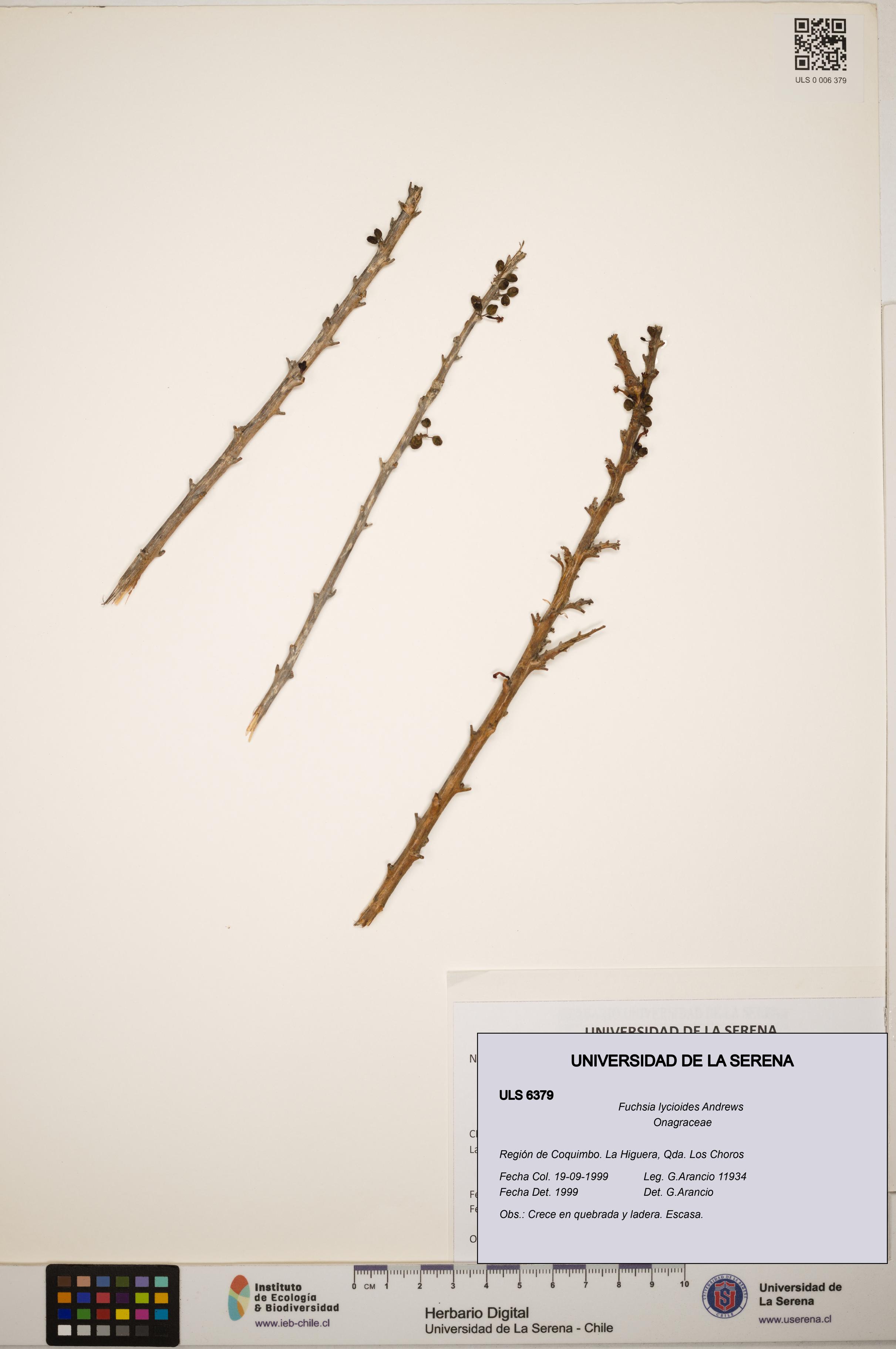 Fuchsia lycioides [Espécimen: ]