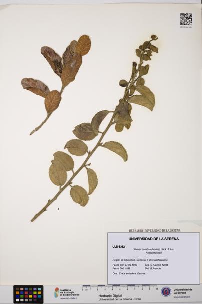 Lithraea caustica [Espécimen: ULS:ULS:0006382]