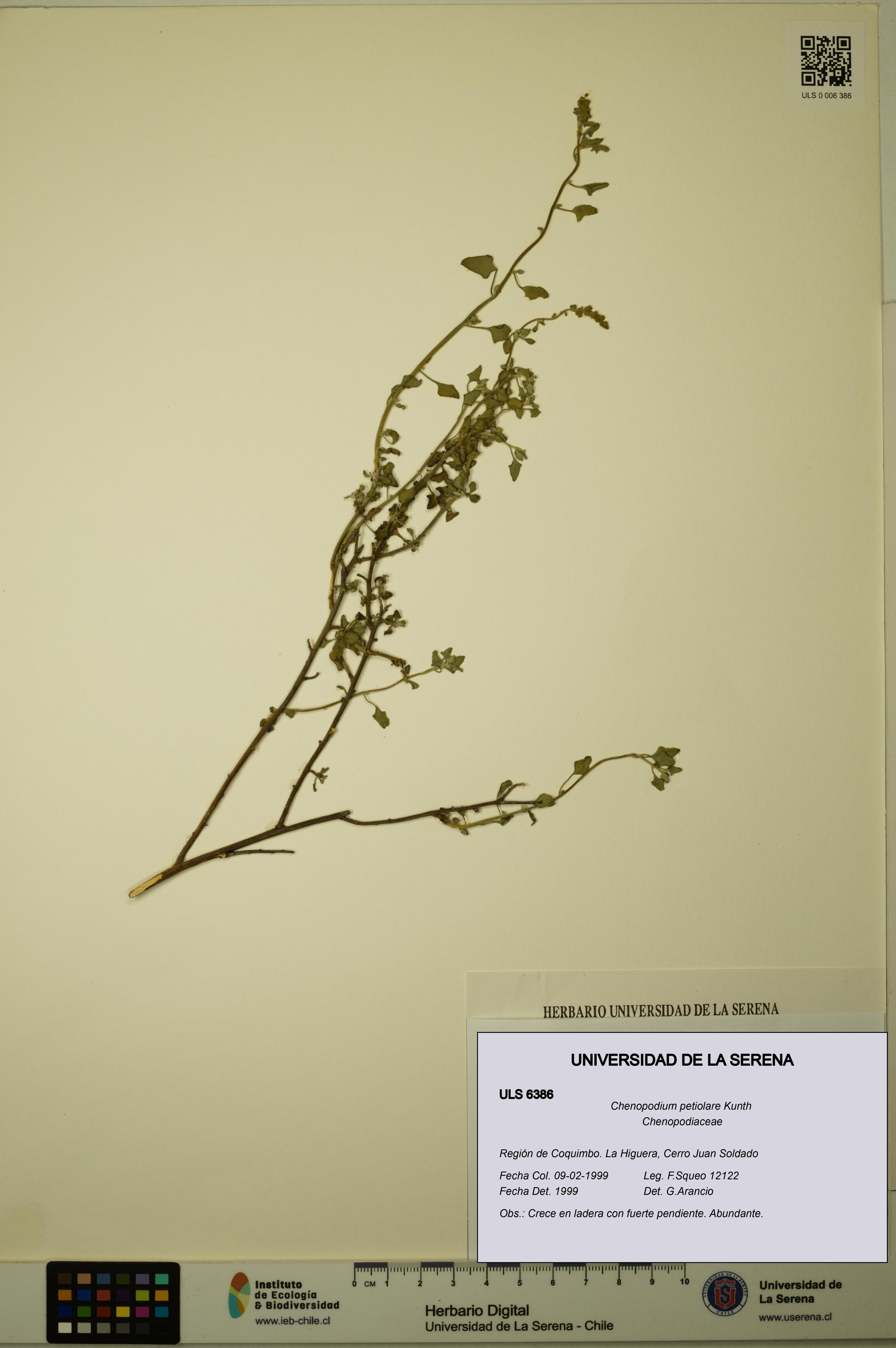 Chenopodium petiolare [Espécimen: ULS:ULS:0006386]