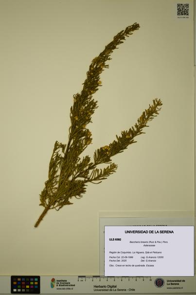 Baccharis linearis [Espécimen: ULS:ULS:0006392]