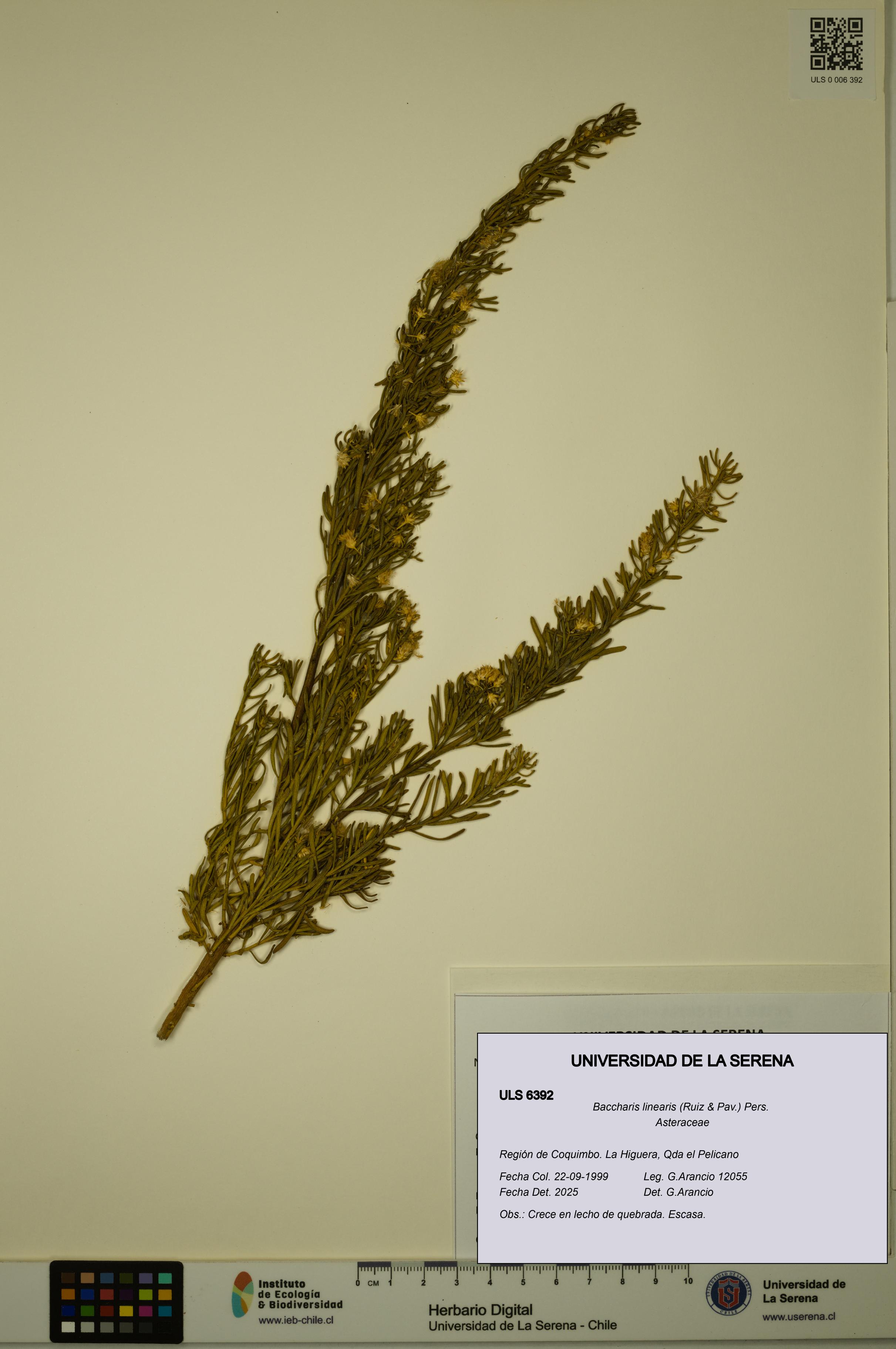 Baccharis linearis [Espécimen: ULS:ULS:0006392]