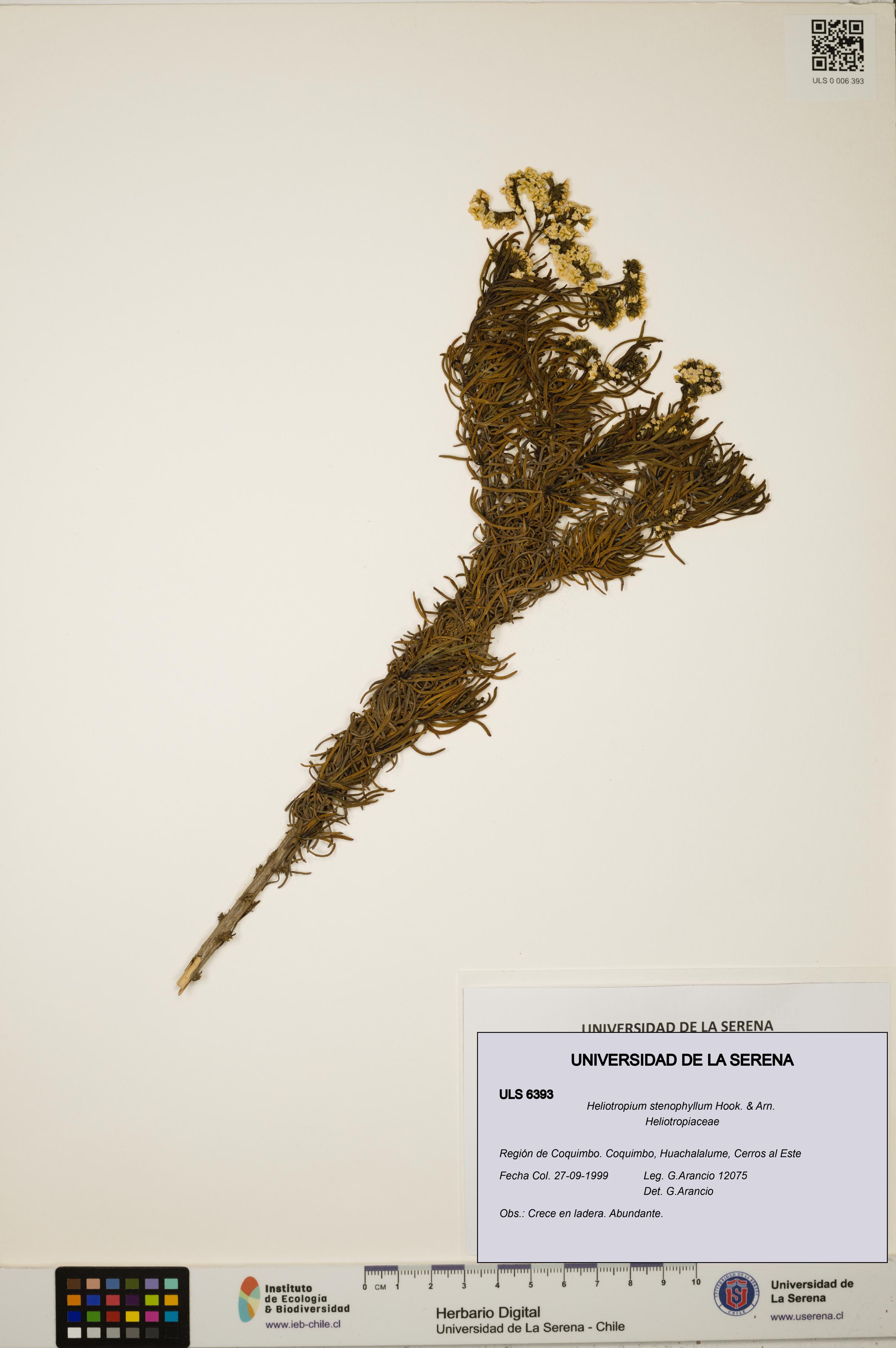 Heliotropium stenophyllum [Espécimen: ULS:ULS:0006393]