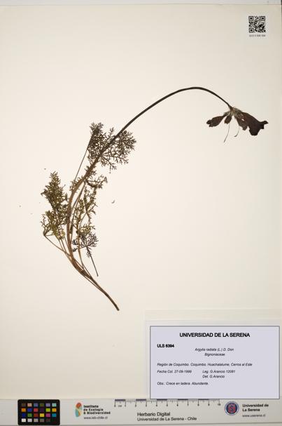 Argylia radiata [Espécimen: ULS:ULS:0006394]
