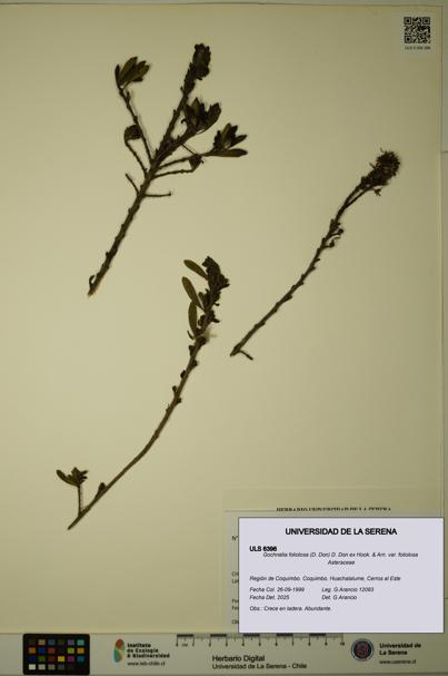 Gochnatia foliolosa var. foliolosa [Espécimen: ULS:ULS:0006396]