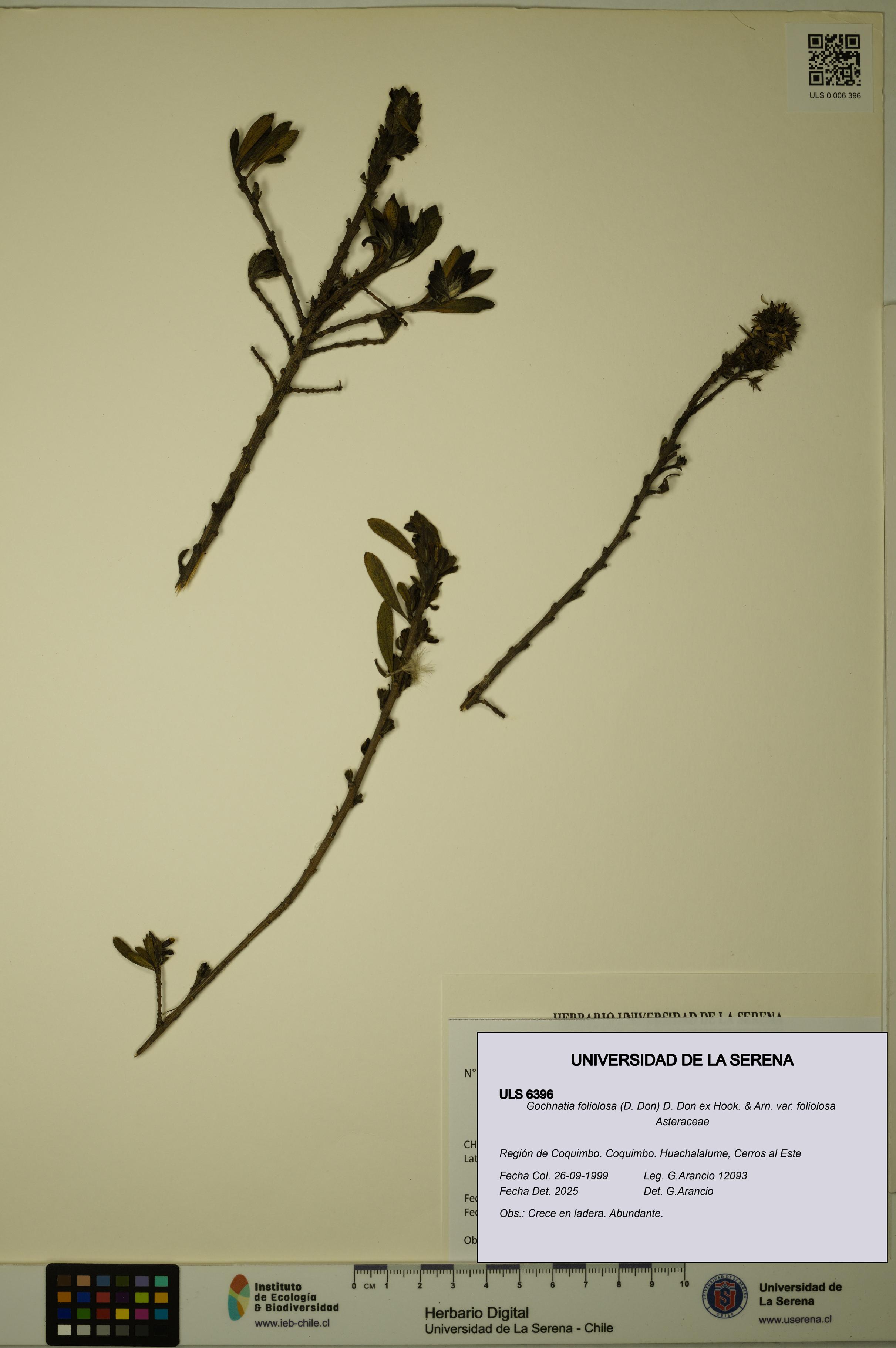 Gochnatia foliolosa var. foliolosa [Espécimen: ULS:ULS:0006396]