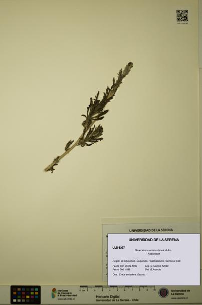 Senecio brunonianus [Espécimen: ULS:ULS:0006397]
