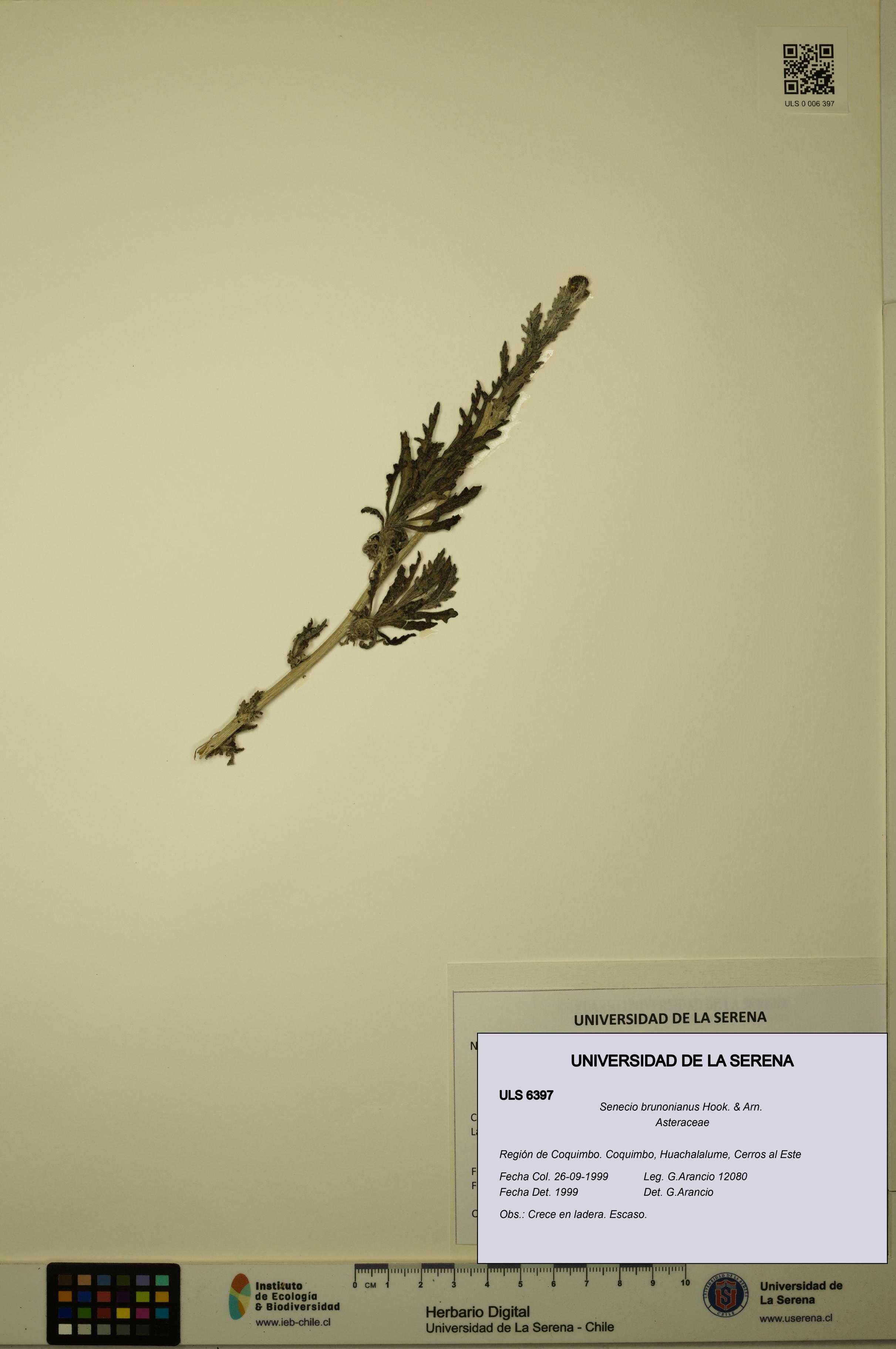 Senecio brunonianus [Espécimen: ULS:ULS:0006397]