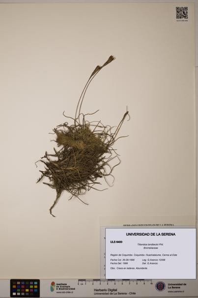 Tillandsia landbeckii [Espécimen: ULS:ULS:0006400]