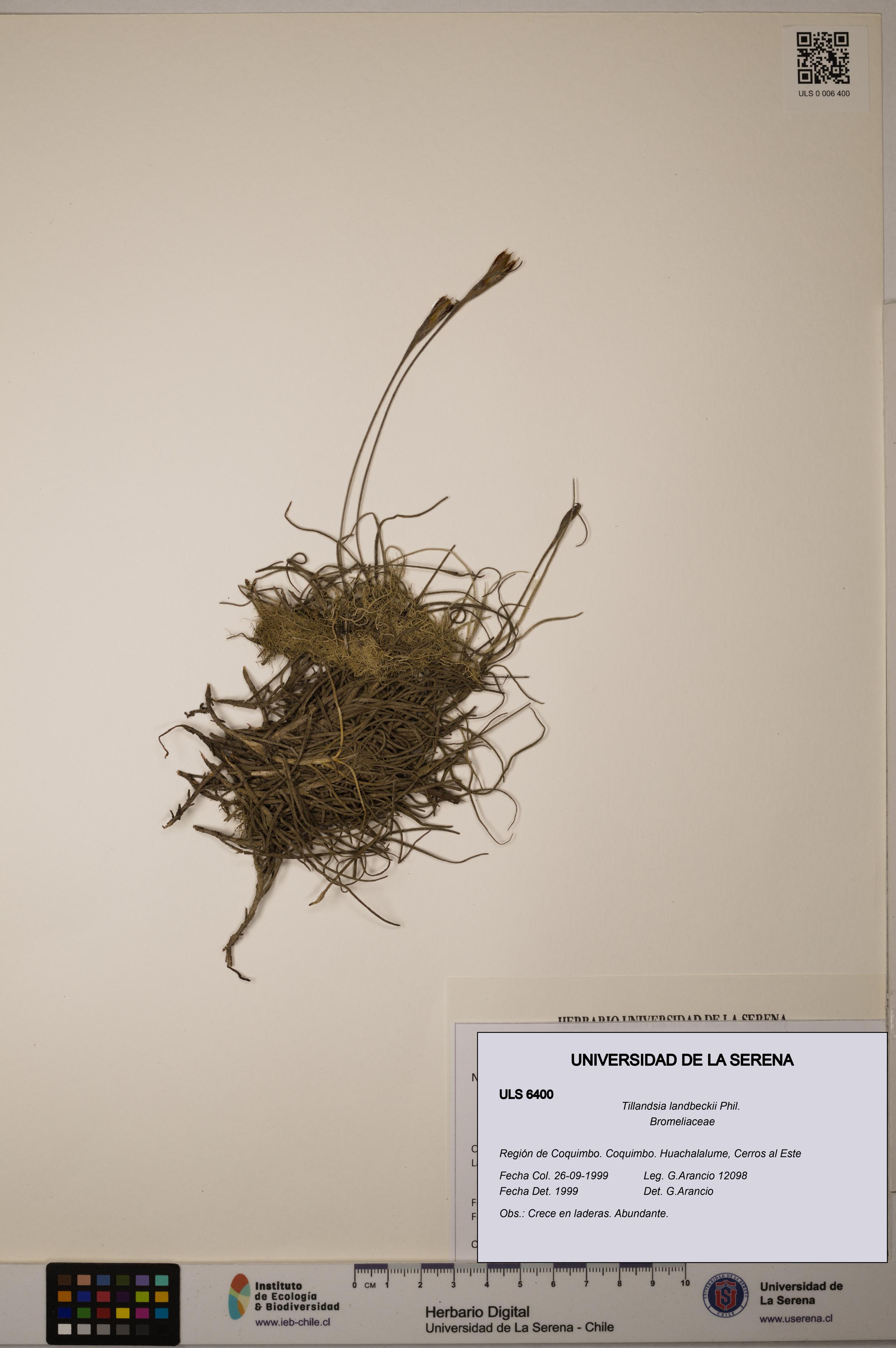 Tillandsia landbeckii [Espécimen: ULS:ULS:0006400]