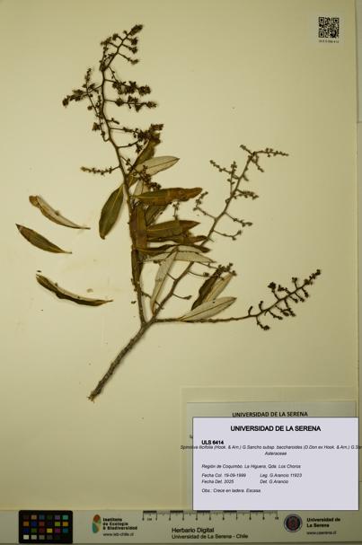 Spinoliva ilicifolia subsp. baccharoides [Espécimen: ULS:ULS:0006414]