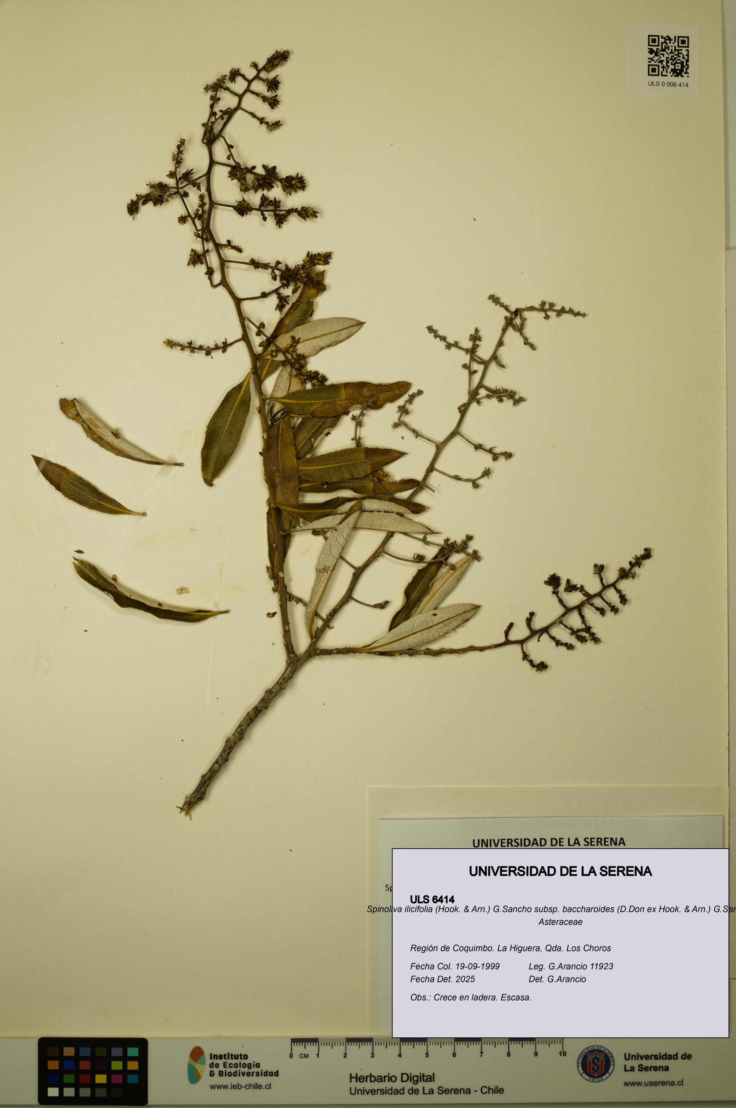 Spinoliva ilicifolia subsp. baccharoides [Espécimen: ULS:ULS:0006414]
