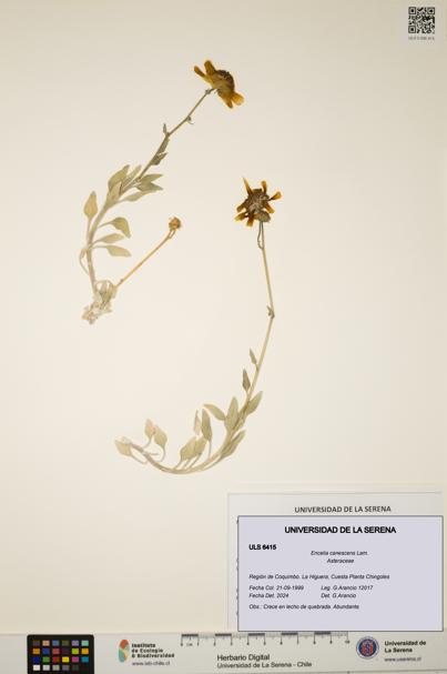 Encelia canescens [Espécimen: ULS:ULS:0006415]