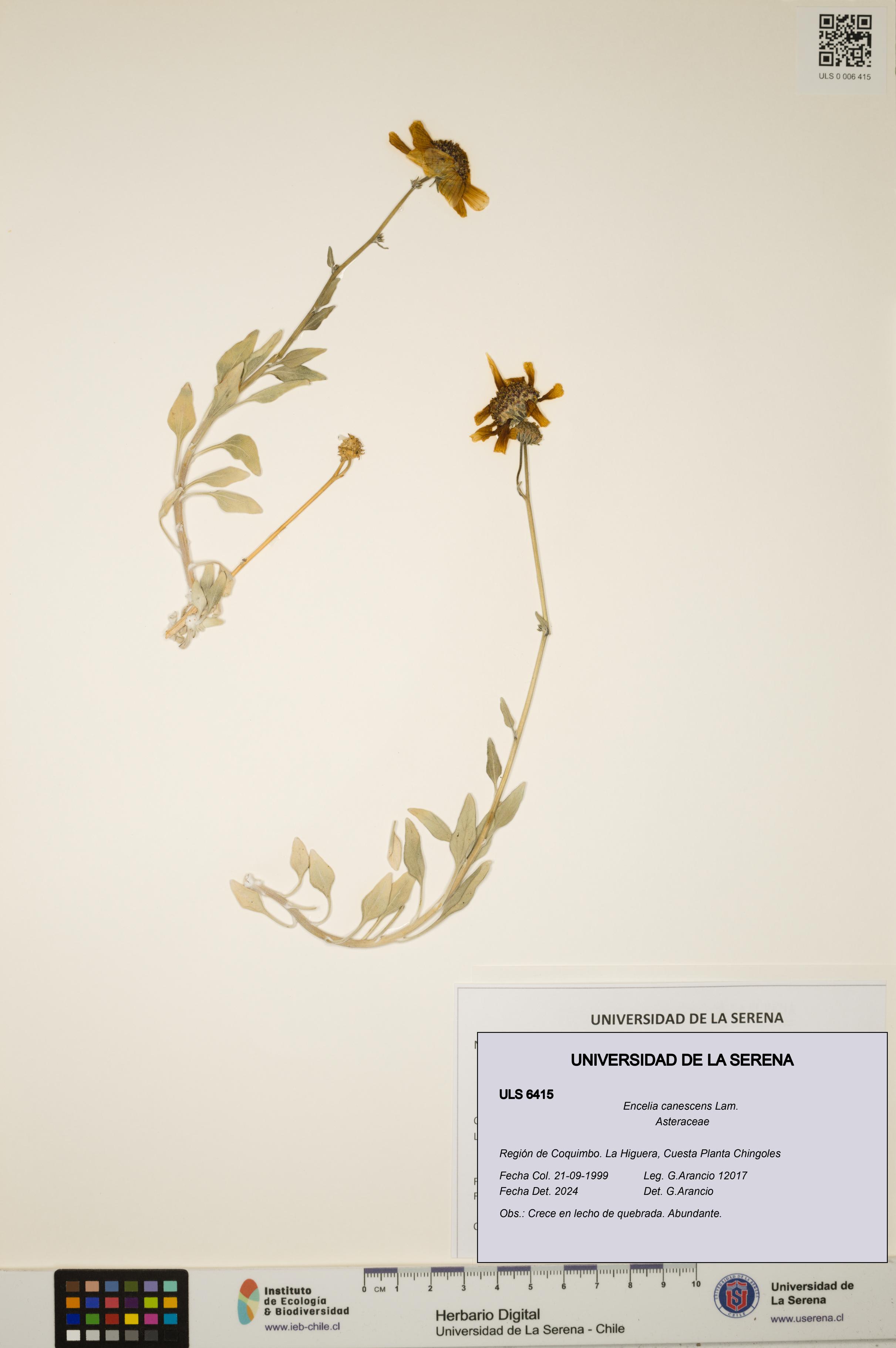 Encelia canescens [Espécimen: ULS:ULS:0006415]