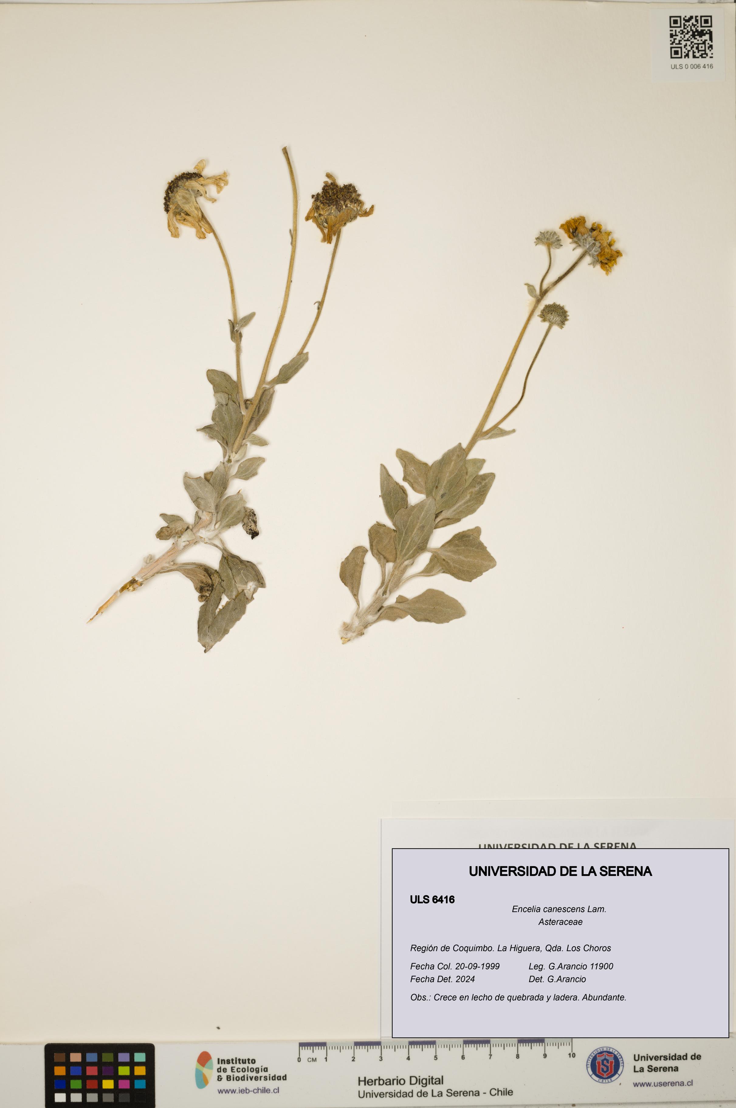 Encelia canescens [Espécimen: ULS:ULS:0006416]