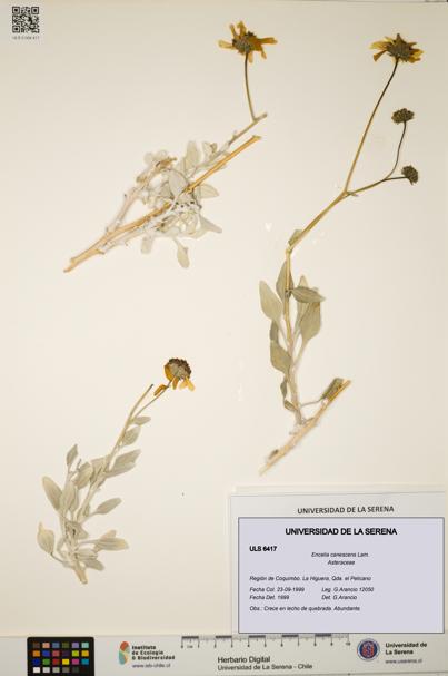 Encelia canescens [Espécimen: ULS:ULS:0006417]