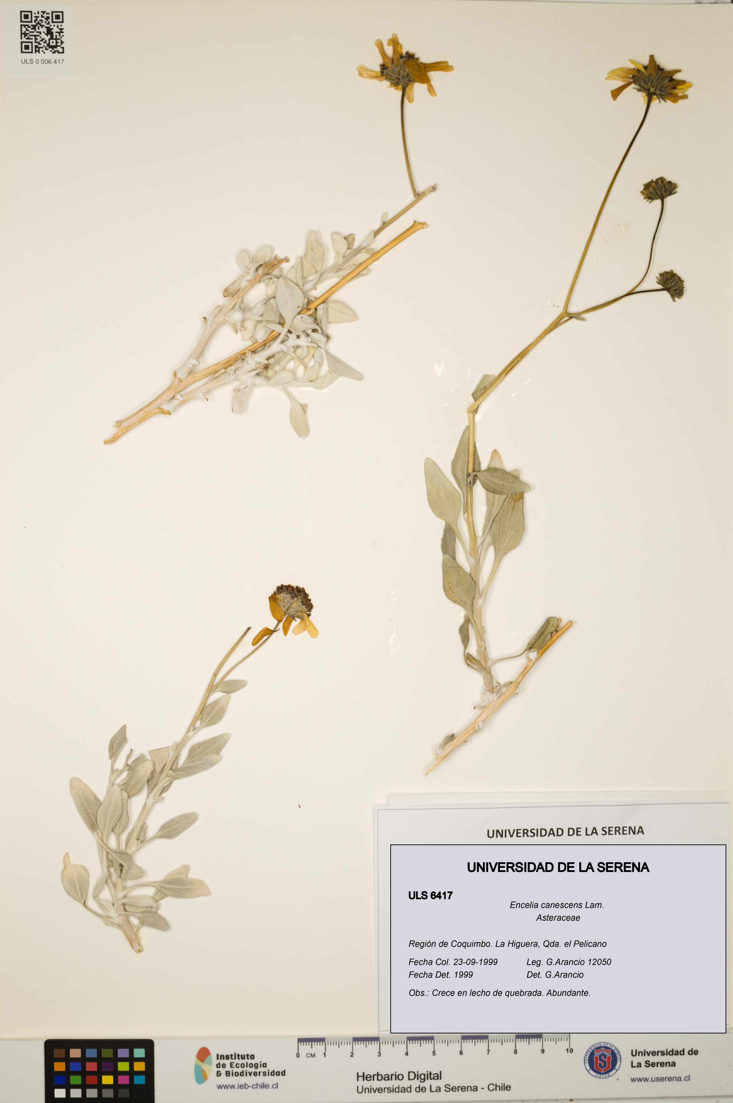 Encelia canescens [Espécimen: ULS:ULS:0006417]