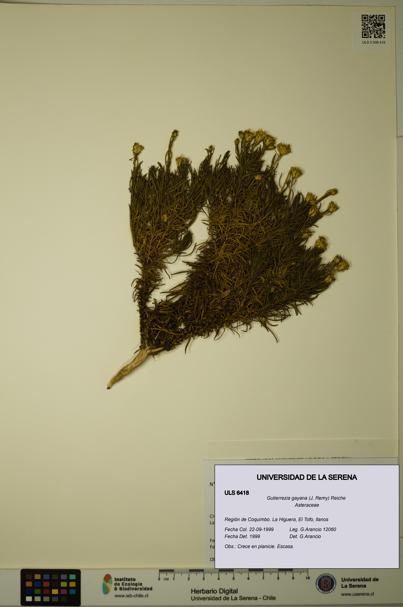 Gutierrezia gayana [Espécimen: ULS:ULS:0006418]