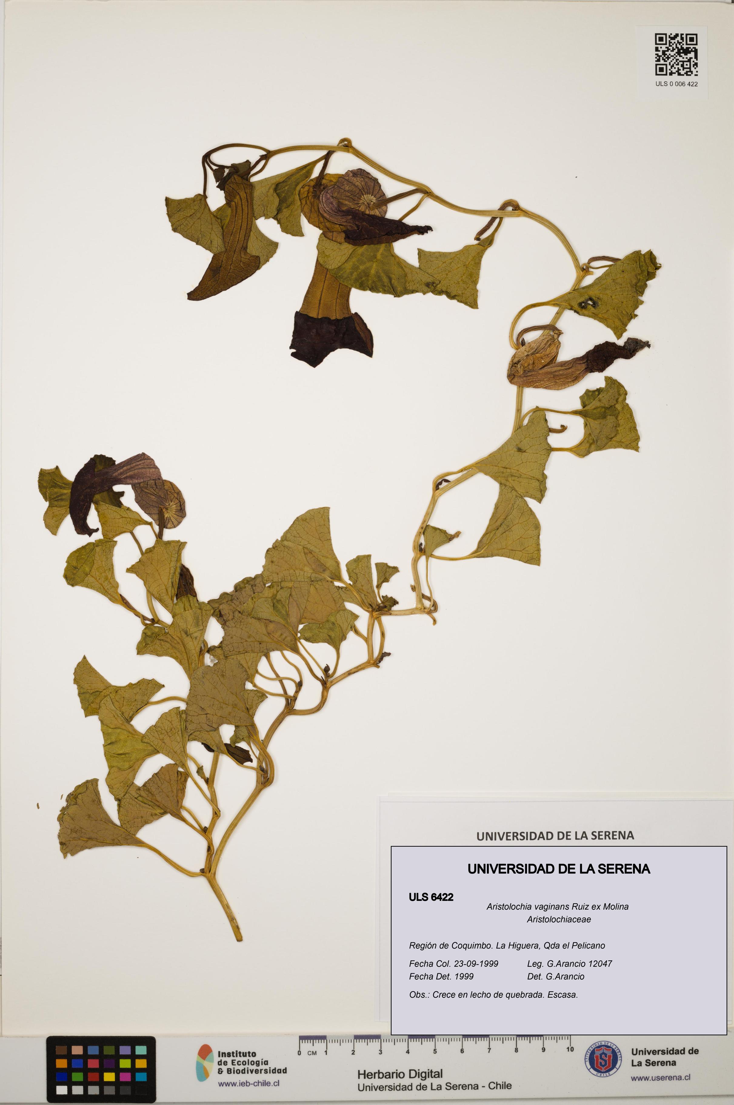Aristolochia vaginans [Espécimen: ]